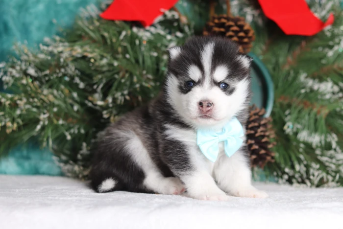 pomsky puppy