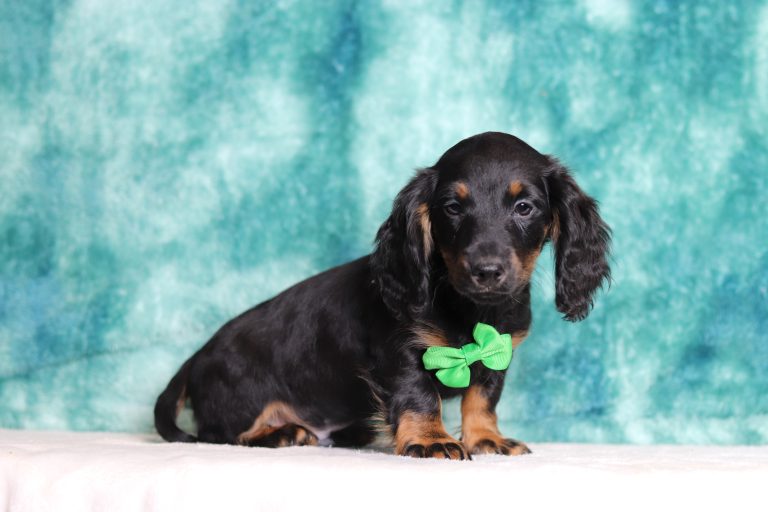 2890aaJohnny the dachshund-the puppy lodge