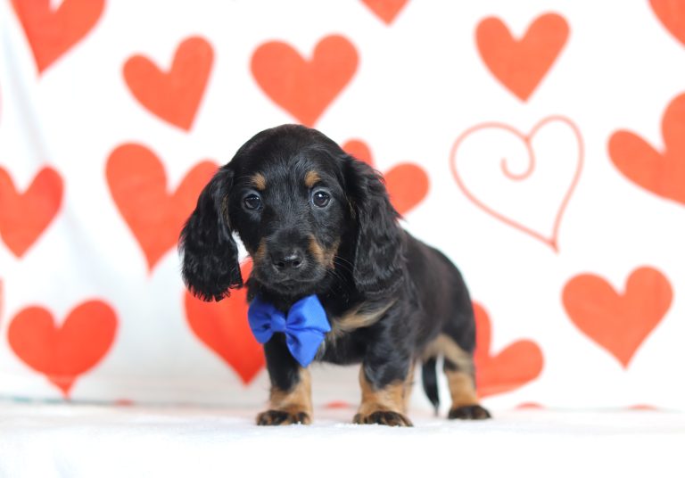 2890aJohnny the dachshund-the puppy lodge