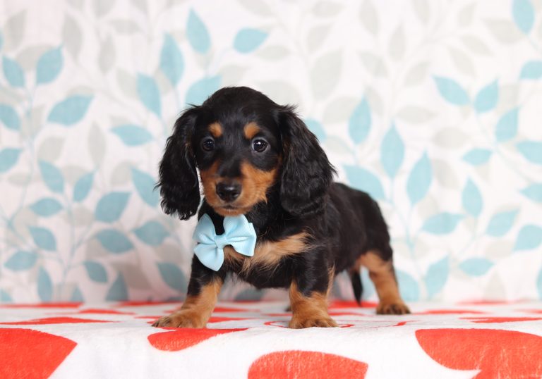 2891aaJace the dsachshund-the puppy lodge