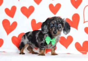 2892aaaJaylin the dachshund-the puppy lodge