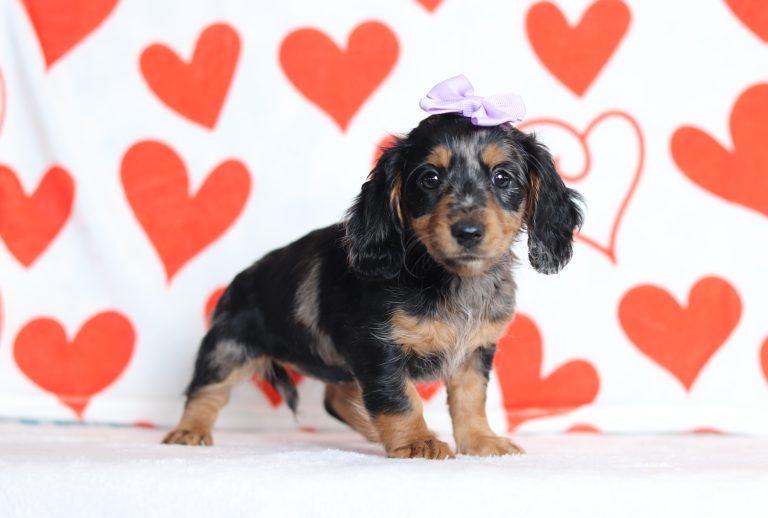 2895aa-Jada the dachshund-the puppy lodge
