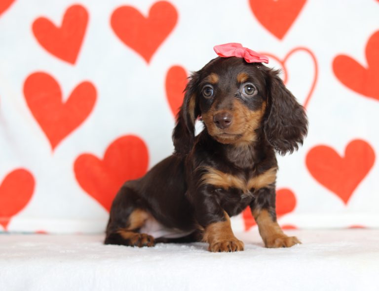 2896a-Juliet the dachshund-the puppy lodge