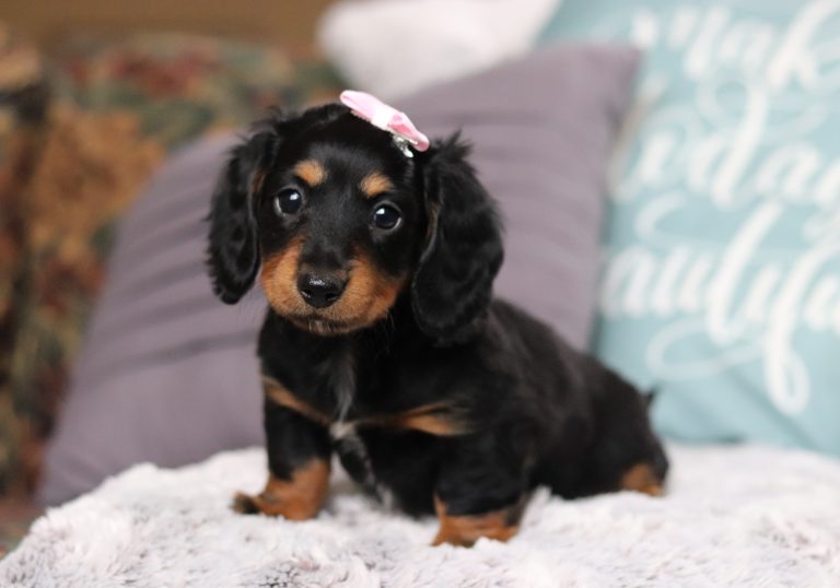 3426aaBrinley the dachshund-the puppy lodge
