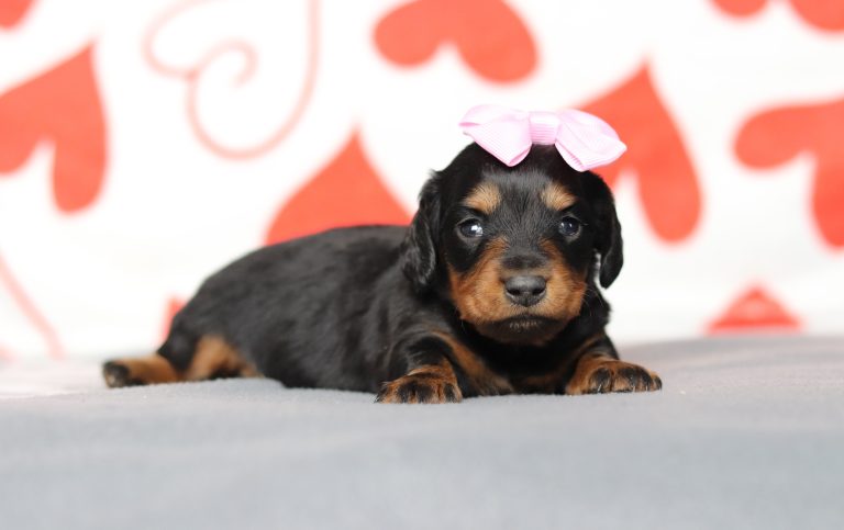 3427aaBaily the dachshund-the puppy lodge