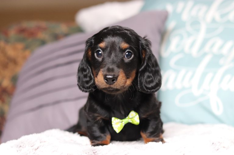 3428aaaBraxton the dachshund-the puppy lodge