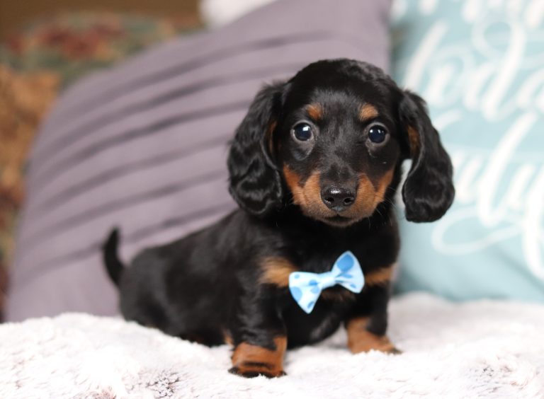 3431aaaBraylin the dachshund-the puppy lodge