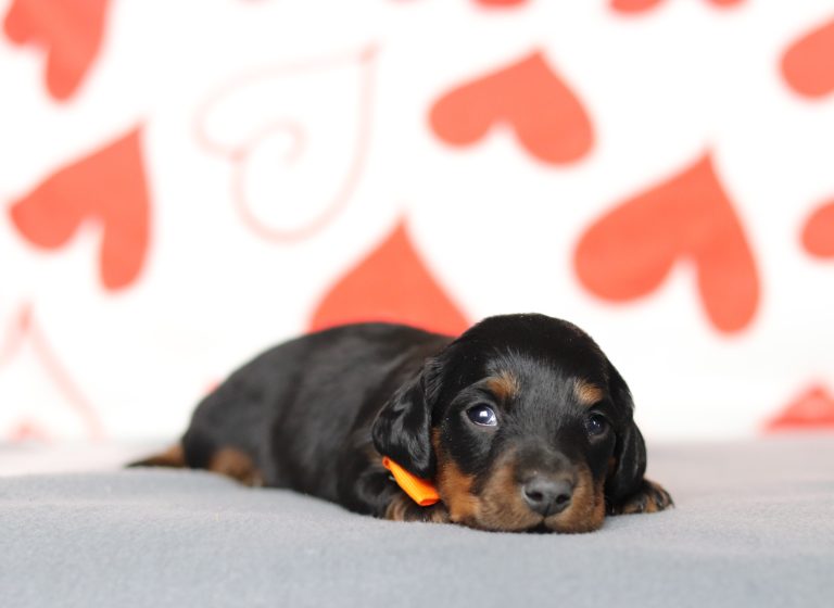 3431aaaBraylin the dachshund-the puppy lodge