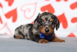 3432aAnson the dachshund-the puppy lodge