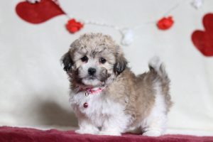 4815aaaNinja the teddy bear-the puppy lodge