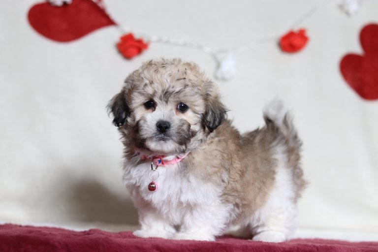 4815aaaNinja the teddy bear-the puppy lodge