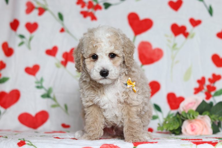 4818aaaSamuel the mini poodle-the puppy lodge