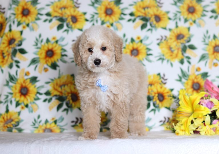 4818aaaSamuel the mini poodle-the puppy lodge