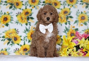 4822aaaSteve the mini poodle-the puppy lodge