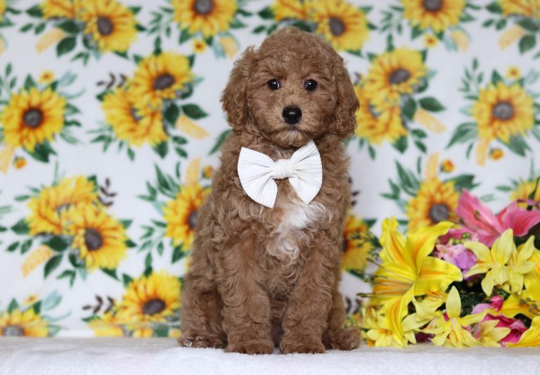 4822aaaSteve the mini poodle-the puppy lodge