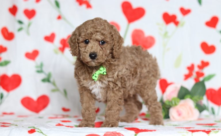 4822aaaSteve the mini poodle-the puppy lodge