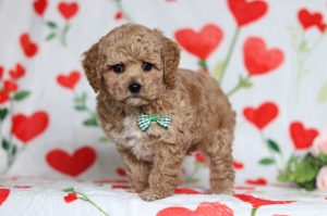 4823aaSimon the mini poodle-the puppy lodge