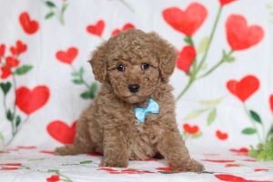 4825aaa-Silas the mini poodle-the puppy lodge