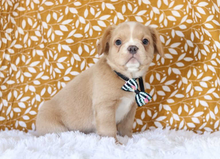 5082aaaAbdul the fluffy frenchie-the puppy lodge