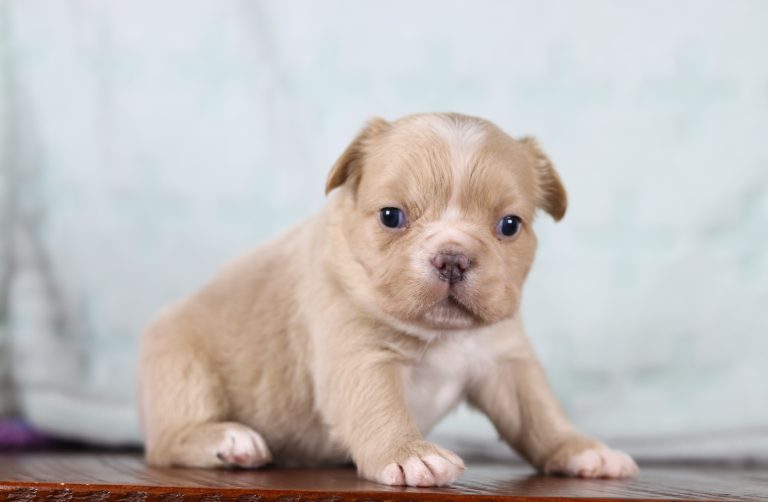 5082aaAbdul the fluffy frenchie-the puppy lodge