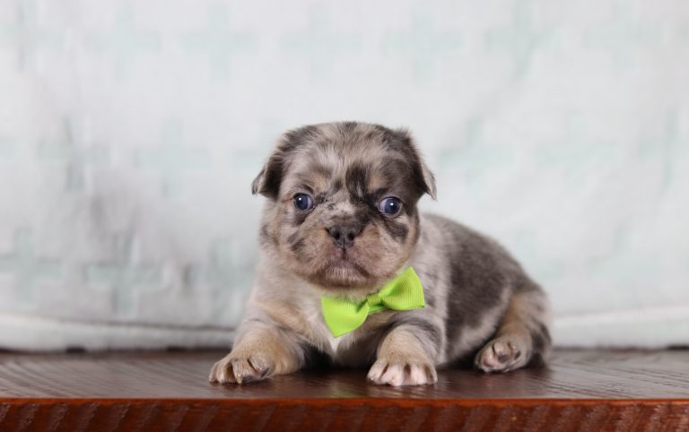 5083aAlexander the fluffy frenchie-the puppy lodge