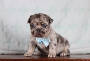 5084aaaAiden the fluffy frenchie-the puppy lodge