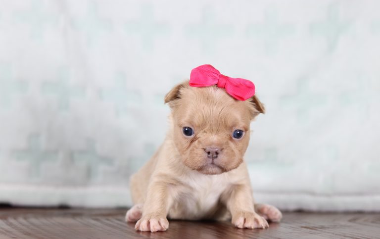 5087aaAllie the fluffy frenchie-the puppy lodge