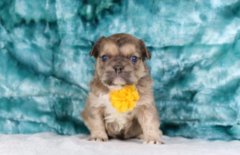 5088aOliver the fluffy frenchie-the puppy lodge