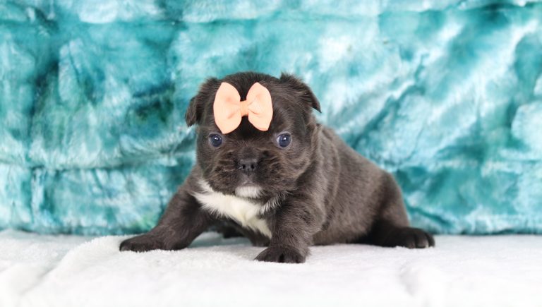 5221aMatilda the fluffy frenchie-the puppy lodge