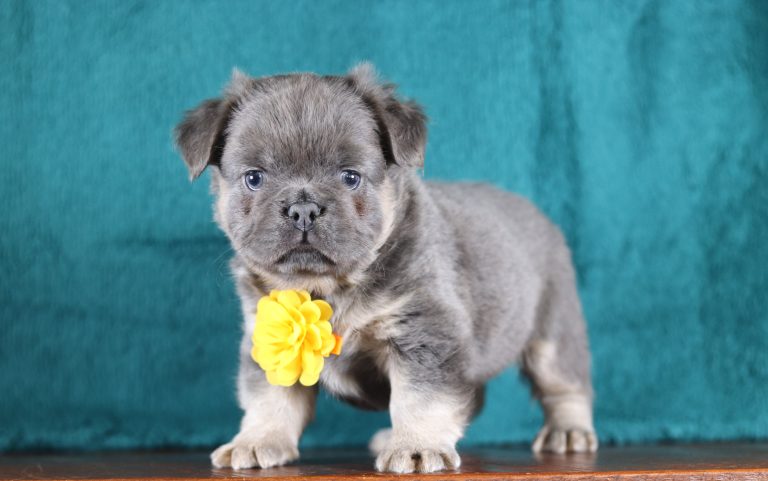 5228aaaMacho the fluffy frenchie-the puppy lodge