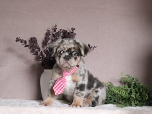 Alexander 5083a fluffy french bulldog Pawsome Family Pets