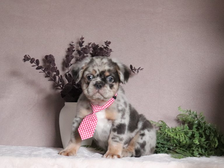 Alexander 5083a fluffy french bulldog Pawsome Family Pets