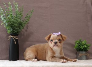 Allie-a-french-Bulldog-Puppy-Pawsome-Family-Pets