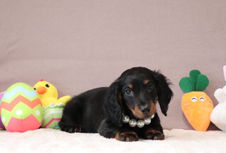 Braxton-3428a-puppy-mini-dachshund-Puppy-Lodge