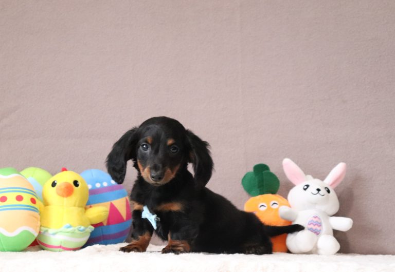 Braylin-3431aa-puppy-mini-dachshund-Pawsome-Family-Pets