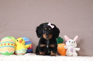 Brinley-3426a-mini-dachshund-Puppy-Lodge