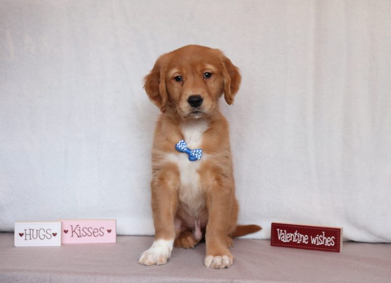 Bruno-0120aa-golden-retriever-Pawsome-Family-Pets