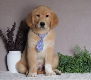 Bryson-0119a-golden-retriever-Pawsome-Family-Pets