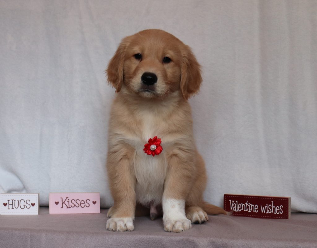Bryson-0119aa-golden-retriever-Puppy-Lodge