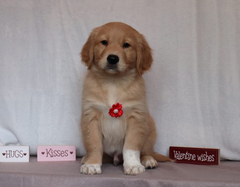 Bryson-0119aa-golden-retriever-Puppy-Lodge
