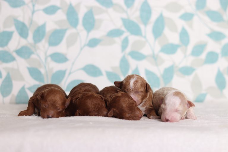 Dixie-Doll-litter mini poodle-the puppy lodge