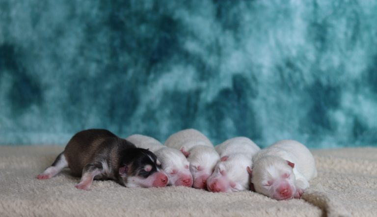 Dorcas-litter pomsky-the puppy lodge