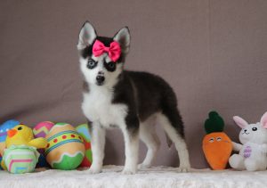 Hadassah-0174aaa-pomsky-puppy-Puppy-Lodge-
