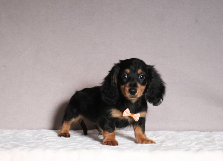 Jace 2890aaa mini dachshund Pawsome Family Pets