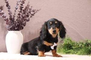 Jace-2891a-mini-dachshund-Pawsome-Family-Pets