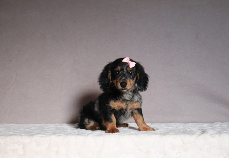 Jada-2895aaa-mini-dachshund-Pawsome-Family-Pets