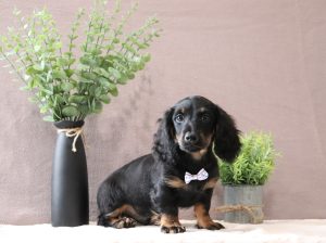 Johnny-2890a-mini-dachshund-Pawsome-Family-Pets