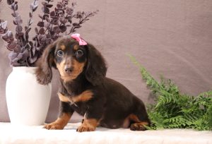 Juliet-2896a-mini-dachshund-Pawsome-Family-Pets