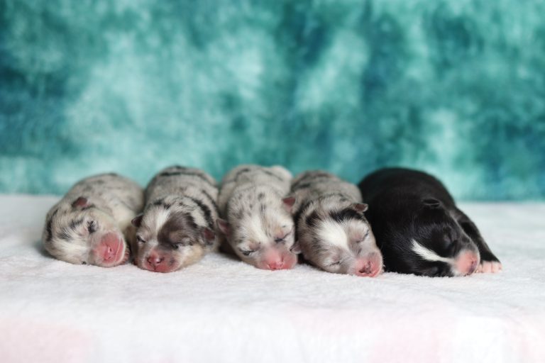 Lulu-litterPomsky-the puppy lodge