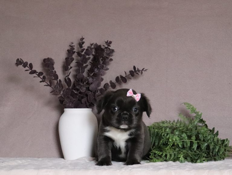 Matilda-5221aaa-fluffy-french-bulldog-Pawsome-Family-pets